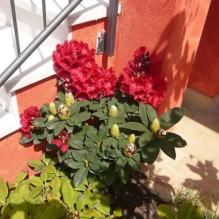 Abelia Colà
